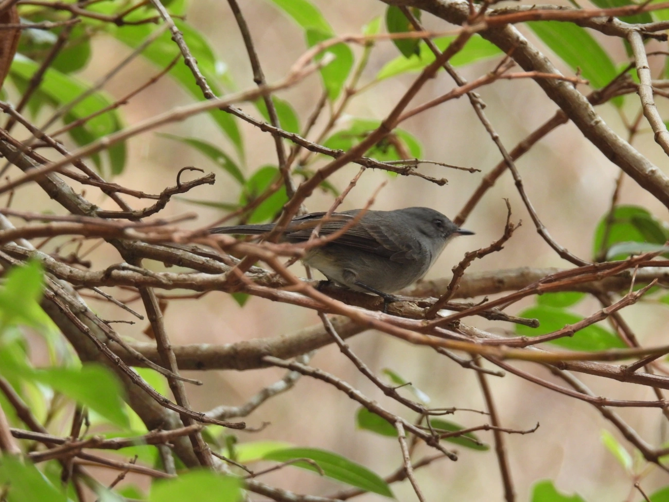 João-Pobre (Serpophaga nigricans), aves, fotografado em Itamonte