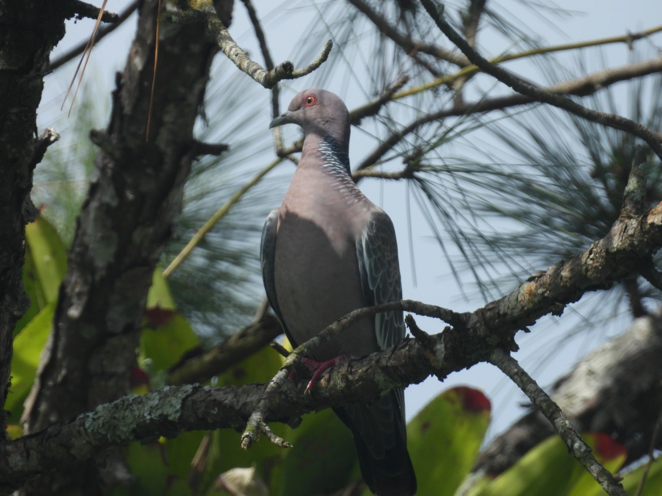 Asa-branca (Patagioenas picazuro), aves, fotografado em Maresias, São Sebastião
