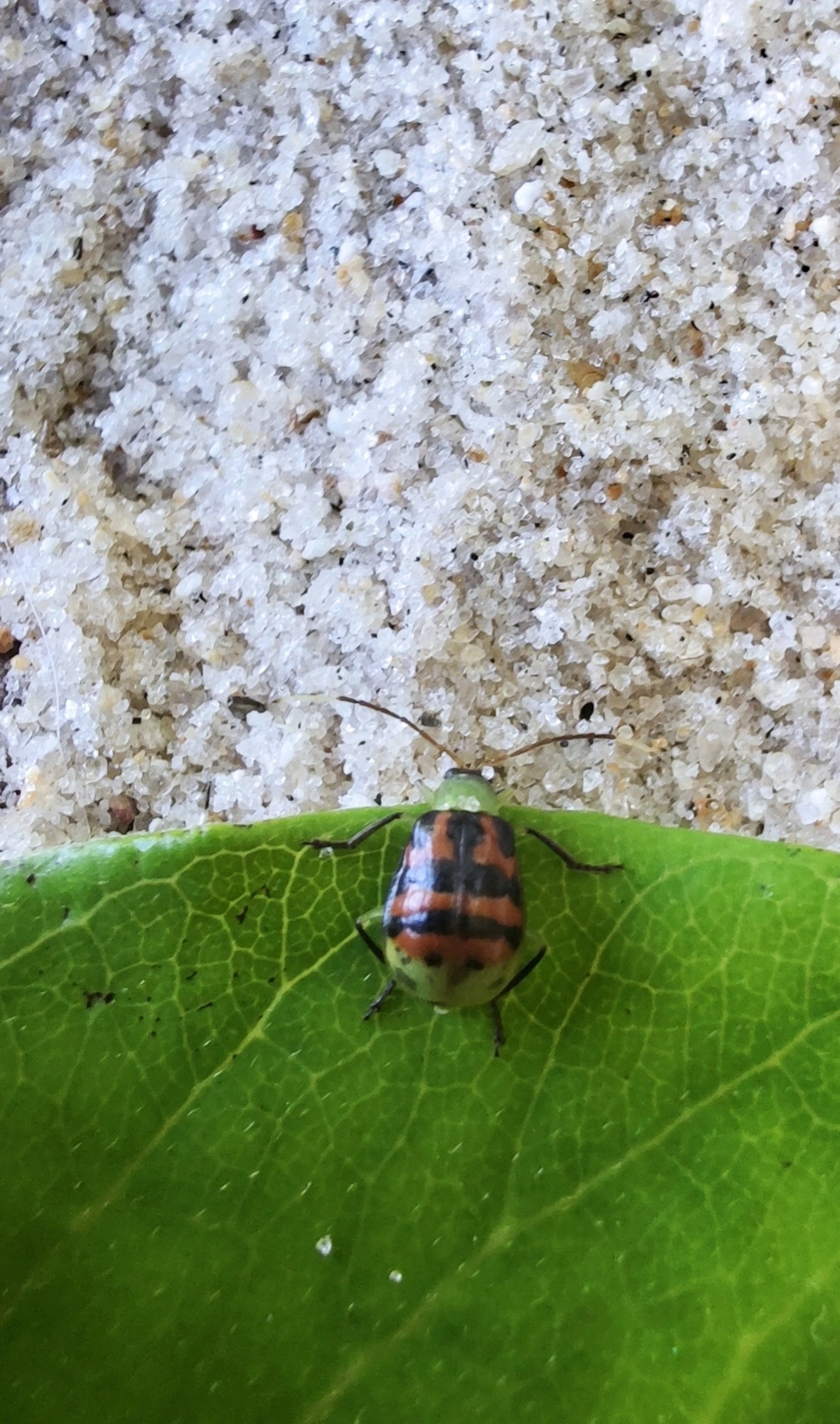 Diabrotica limitata, insetos, fotografado em Maresias, São Sebastião