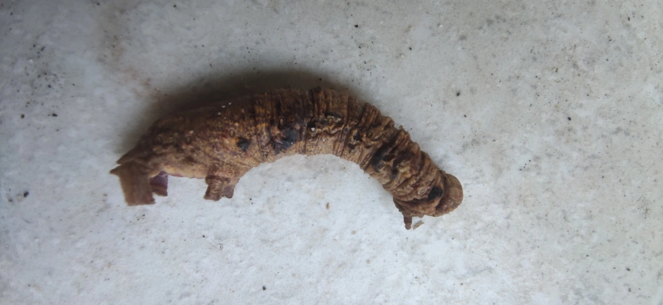 Borboletas e traças (Lepidoptera), insetos, fotografado em Maresias, São Sebastião