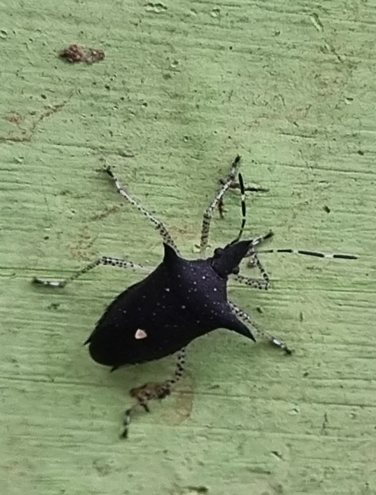 Proxys albopunctulatus, insetos, fotografado em Maresias, São Sebastião