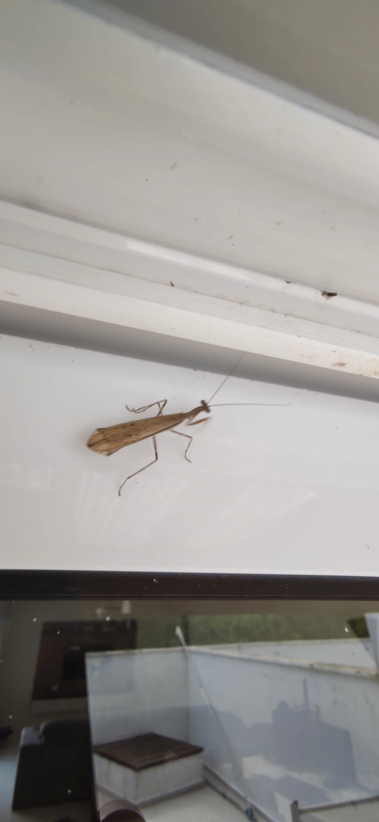 Miobantia, insetos, fotografado em Maresias, São Sebastião