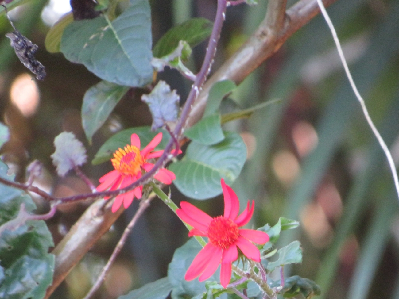Senécio confuso (Pseudogynoxys chenopodioides), plantas, fotografado em Maresias, São Sebastião