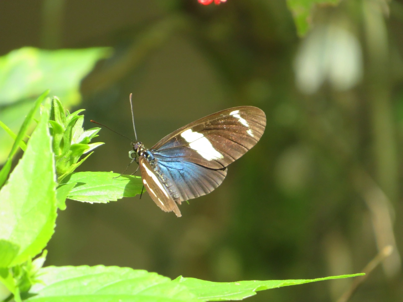 Borboleta-sara (Heliconius sara), insetos, fotografado em Maresias, São Sebastião