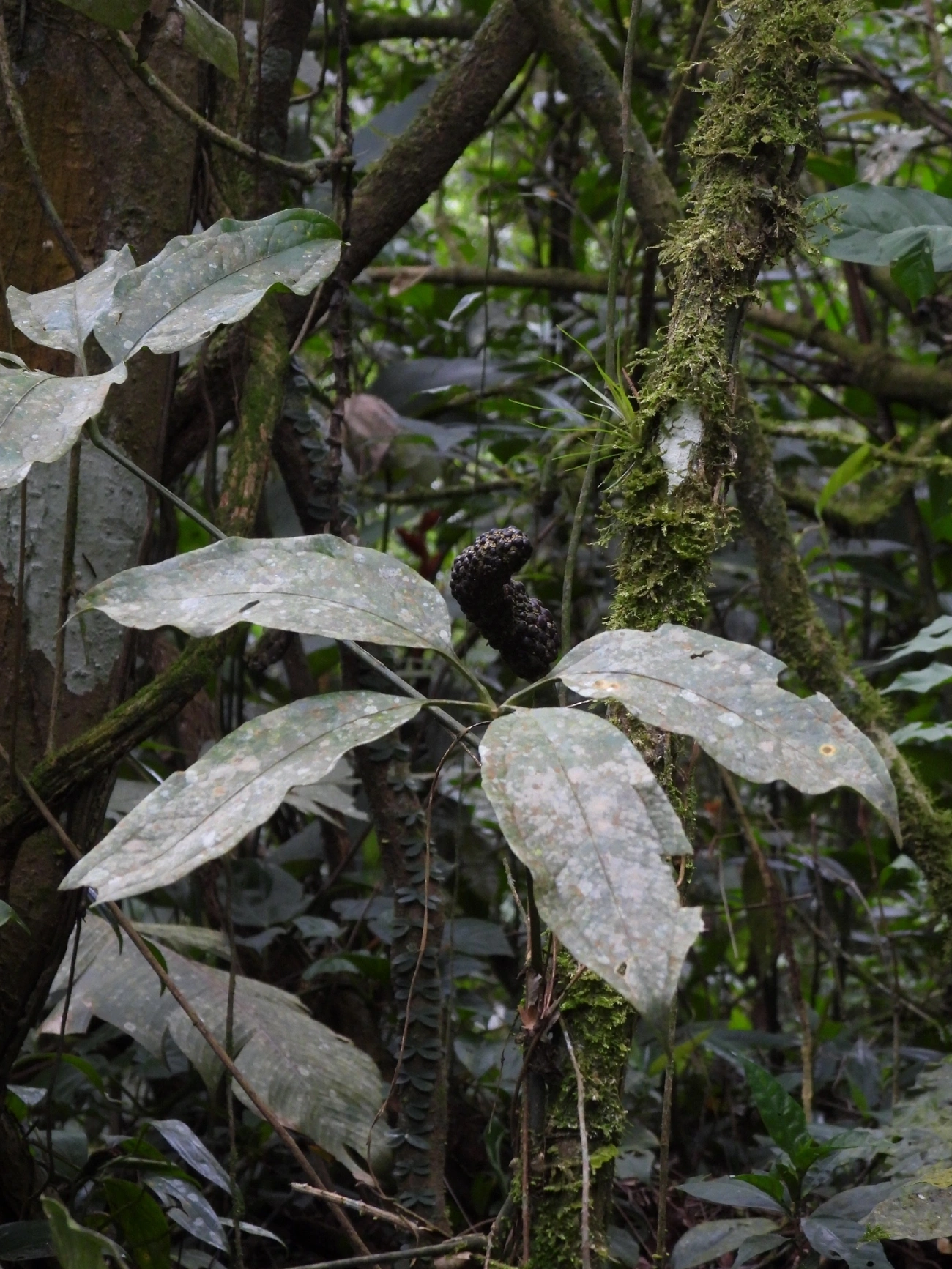 Antúrios (Anthurium), plantas, fotografado em Maresias, São Sebastião