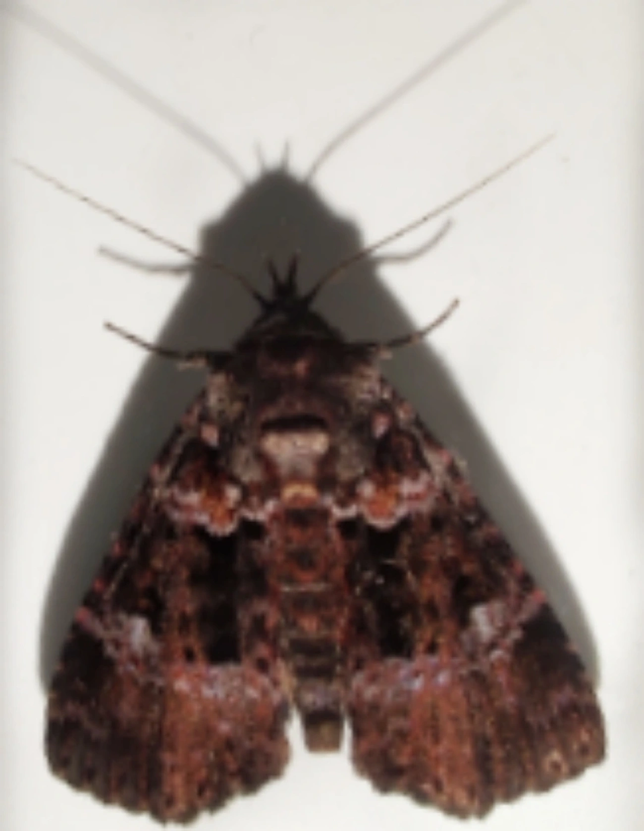 Cropia, insetos, fotografado em Maresias, São Sebastião