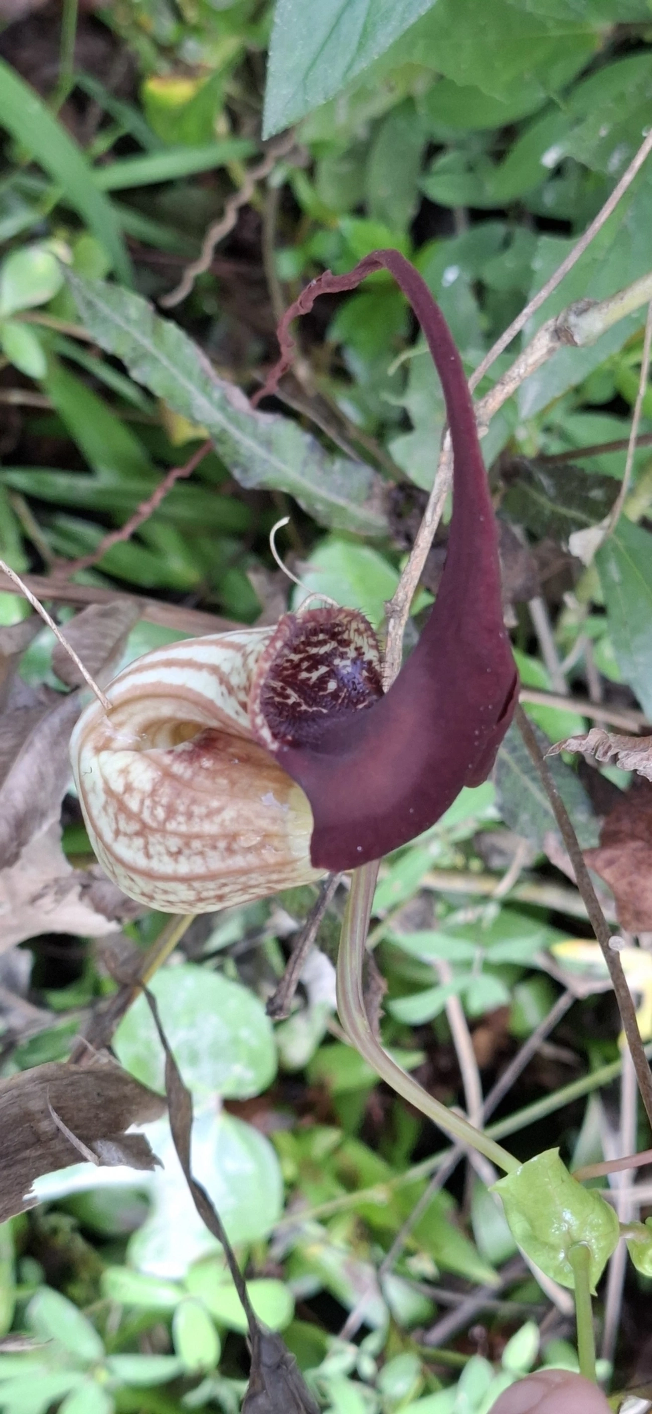 Aristolochia, plantas, fotografado em Maresias, São Sebastião