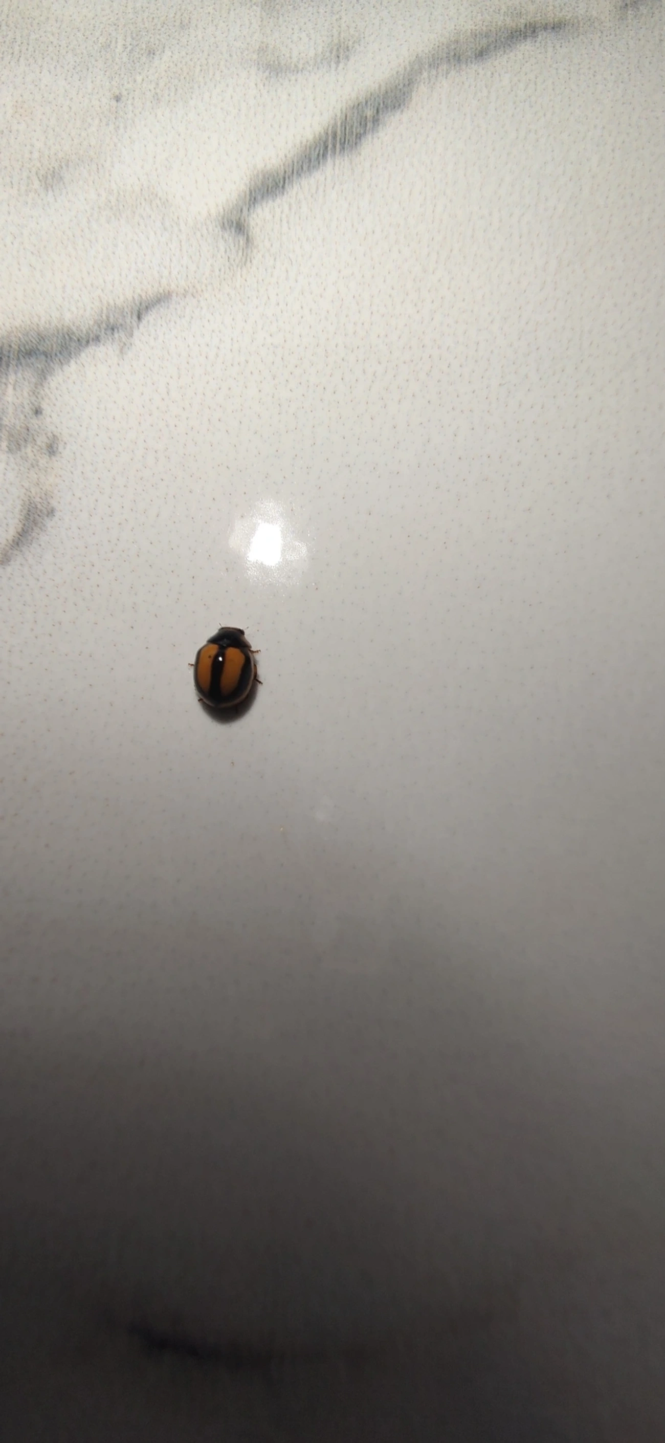 Joaninha (Hyperaspis corcovado), insetos, fotografado em Maresias, São Sebastião