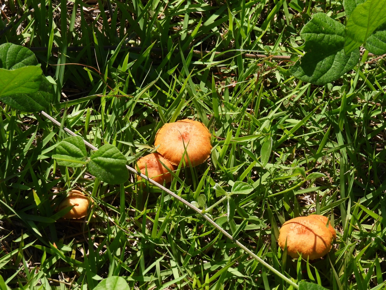 Gymnopilus sapineus, fungos, fotografado em Maresias, São Sebastião