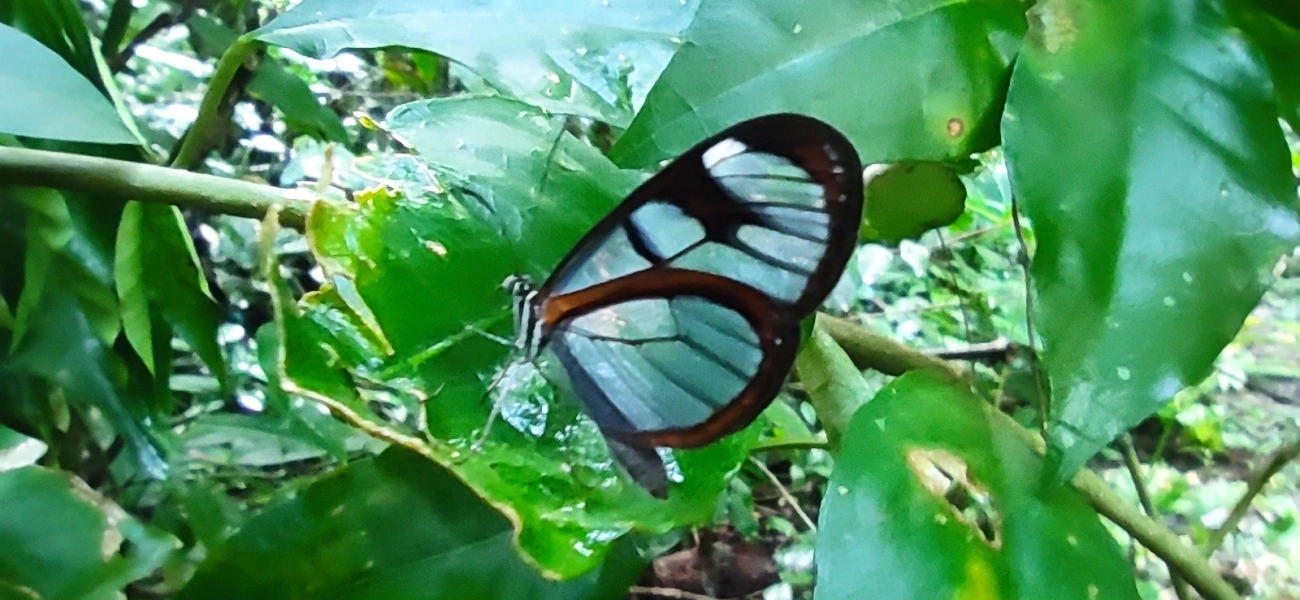 Asas-de-Vidro e Afins (Ithomiini), insetos, fotografado em Maresias, São Sebastião