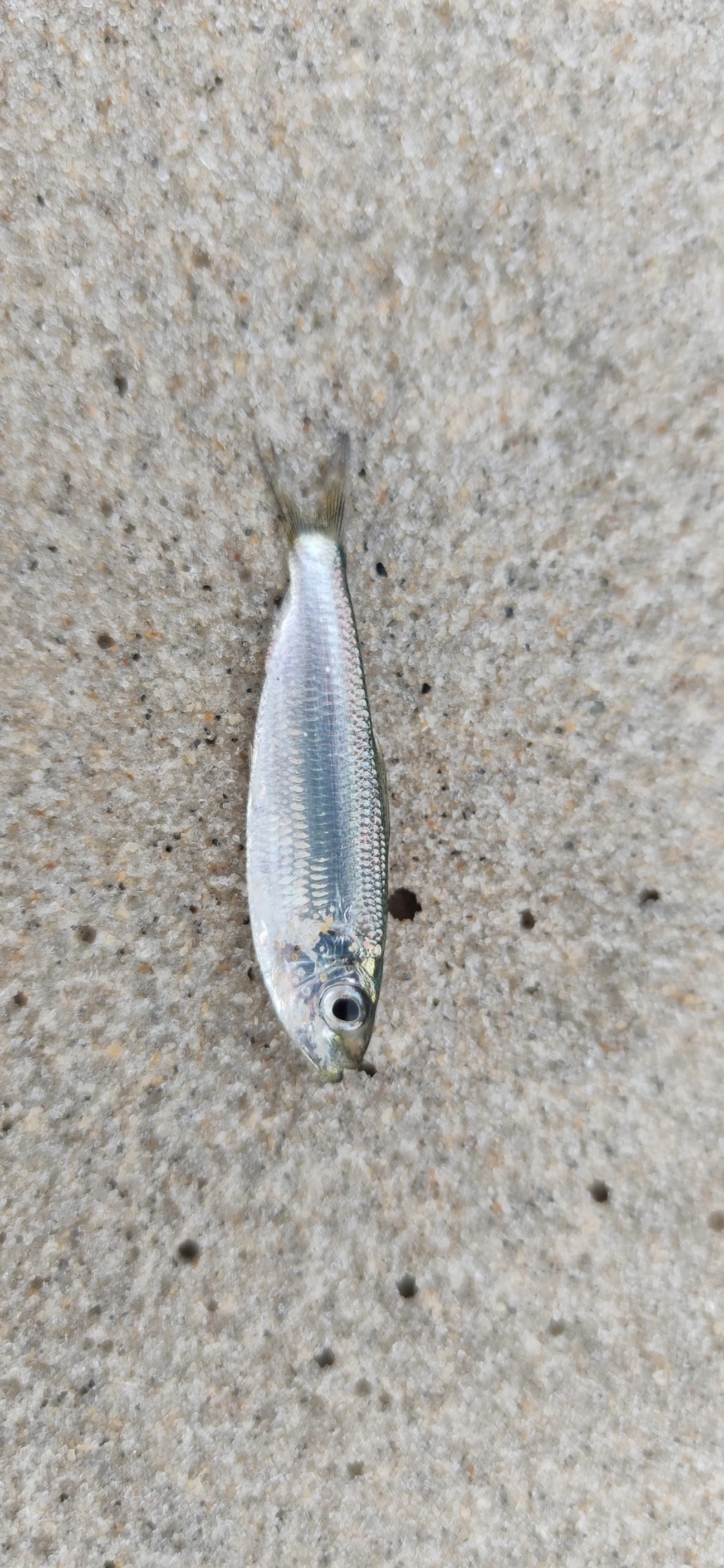 Harengula, peixes, fotografado em Maresias, São Sebastião