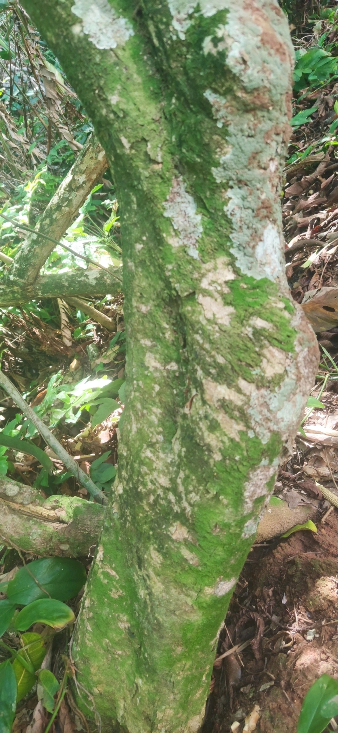 Pitangas (Eugenia), plantas, fotografado em Maresias, São Sebastião