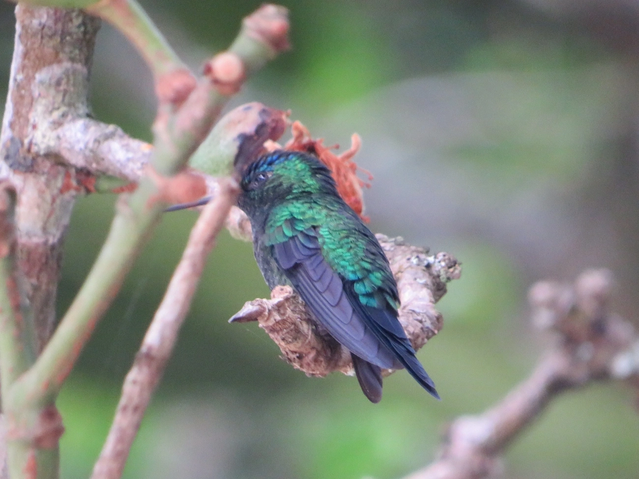 Beija-flor-de-fronte-violeta (Thalurania glaucopis), aves, fotografado em Maresias, São Sebastião