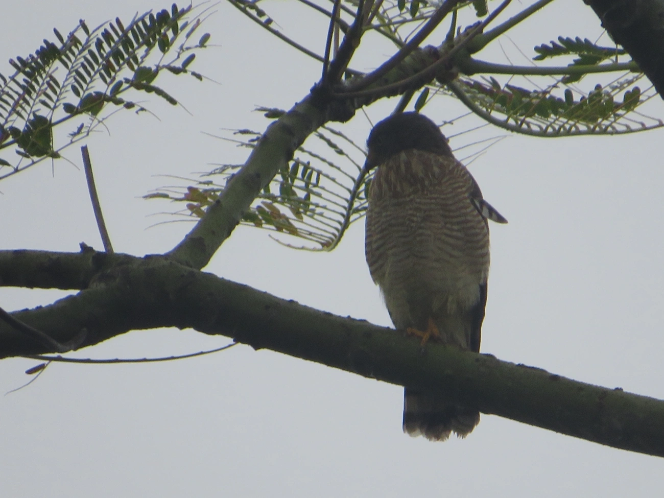 Gavião-carijó (Rupornis magnirostris), aves, fotografado em Maresias, São Sebastião