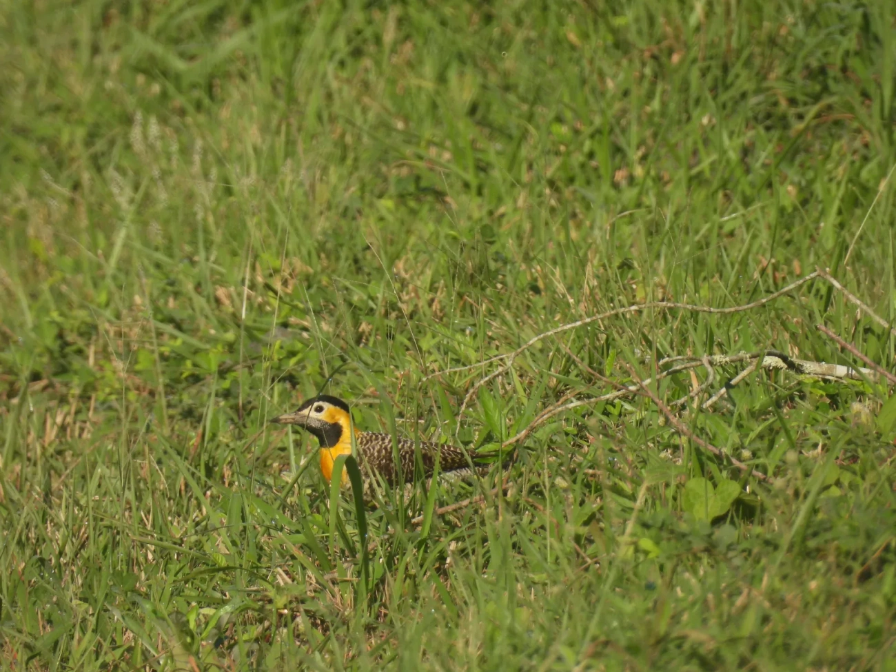 Pica-pau-do-campo (Colaptes campestris), aves, fotografado em Maresias, São Sebastião