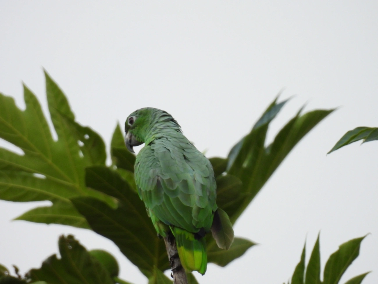 Papagaio-moleiro (Amazona farinosa), aves, fotografado em São Paulo