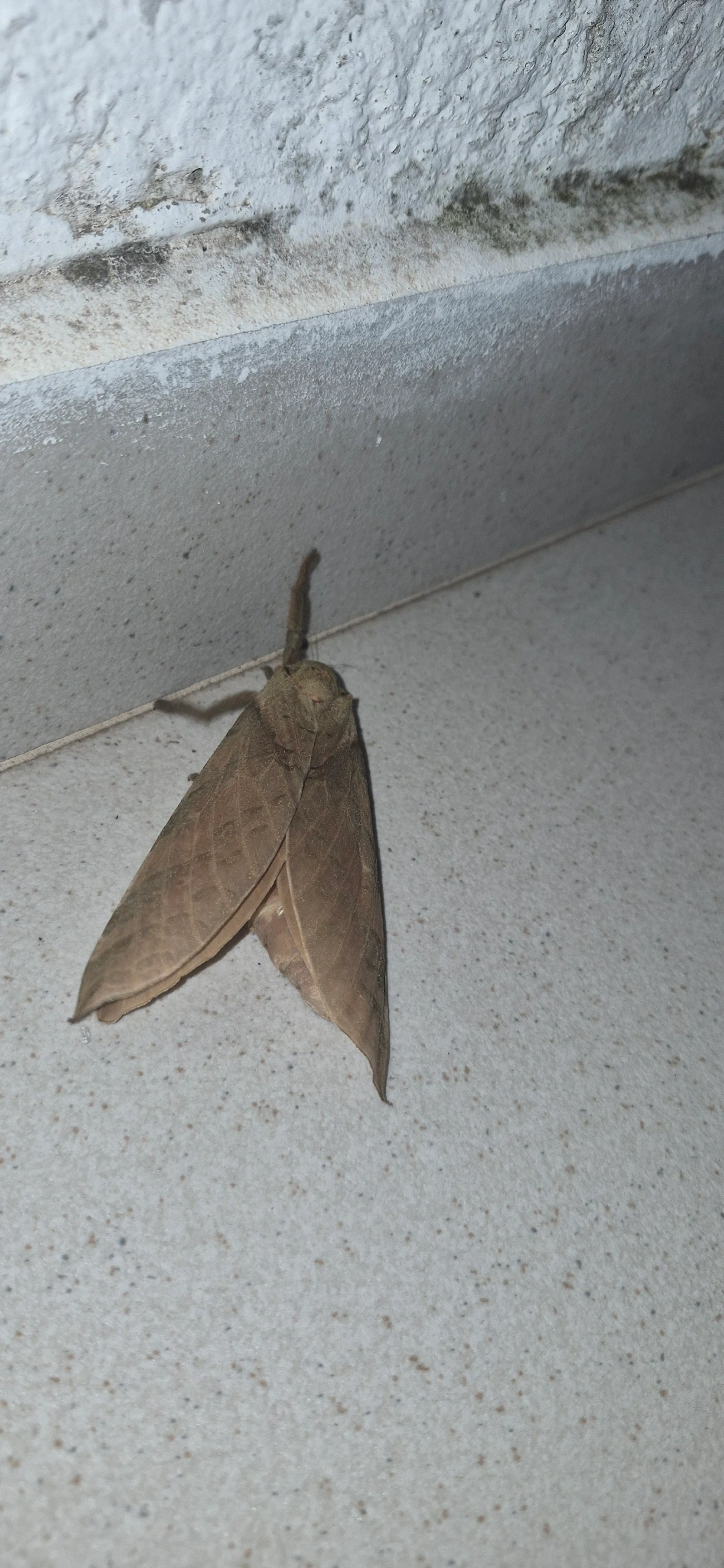 Mariposa-fantasma (Trichophassus giganteus), insetos, fotografado em Maresias, São Sebastião