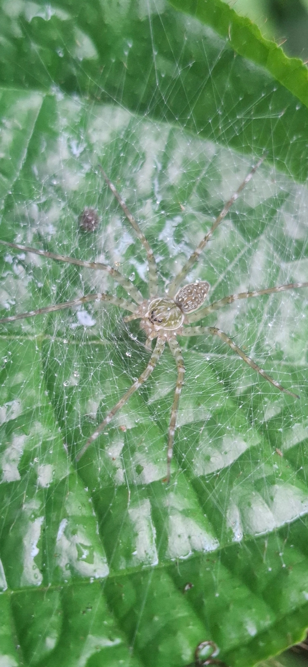 Thaumasia, aracnídeos, fotografado em Maresias, São Sebastião
