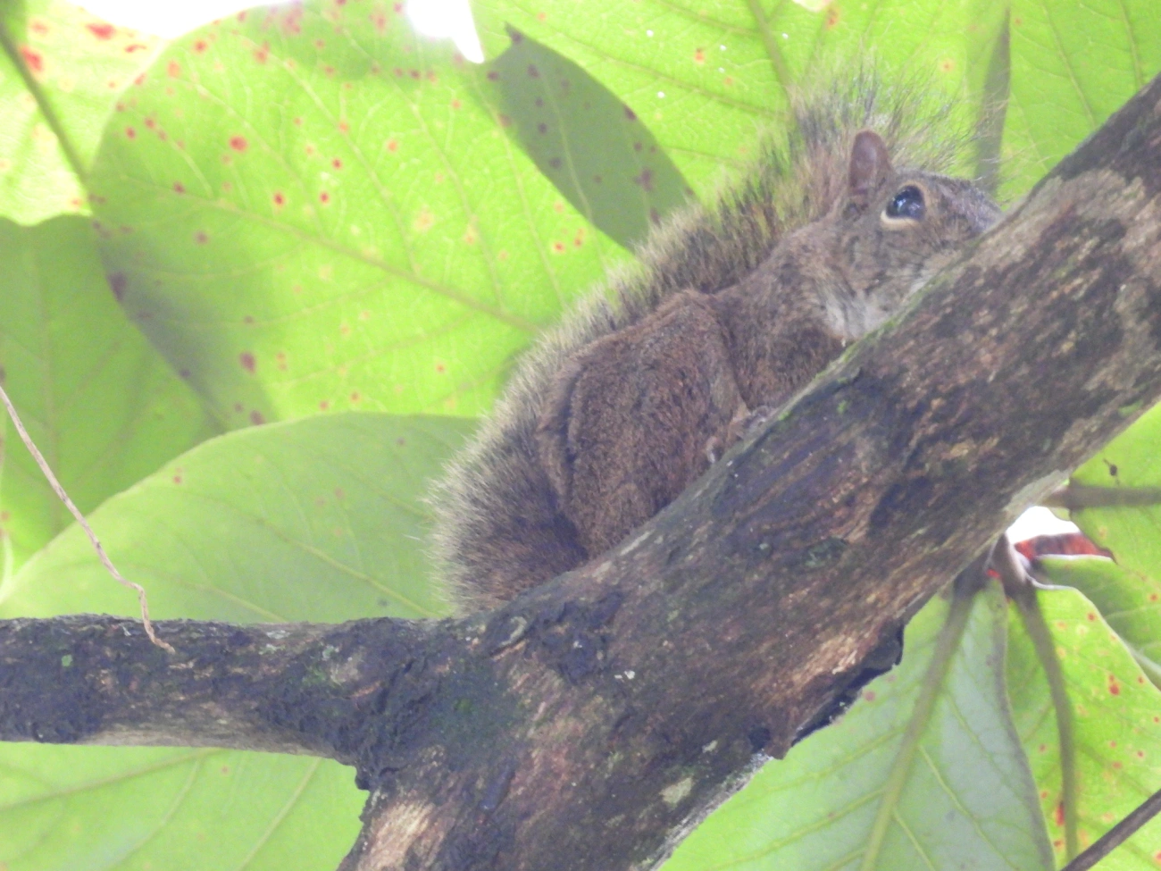 Caxinguelê (Sciurus brasiliensis), mamíferos, fotografado em Bonete, Ilhabela