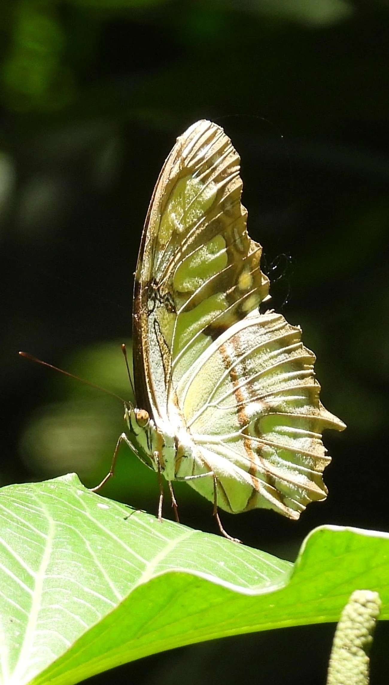 Borboleta-malaquita (Siproeta stelenes), insetos, fotografado em Maresias, São Sebastião