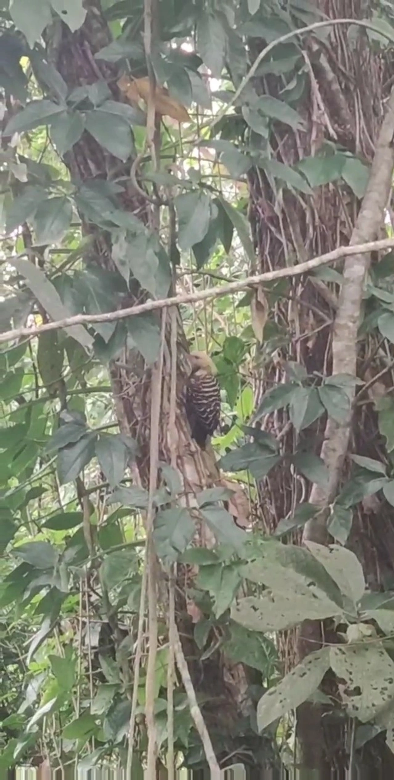 Pica-Pau-de-Cabeça-Amarela (Celeus flavescens), aves, fotografado em Maresias, São Sebastião
