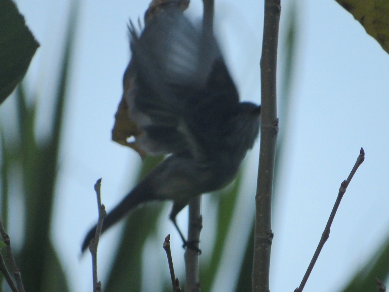 Marias-Cavaleiras e Afins (Myiarchus), aves, fotografado em Maresias, São Sebastião