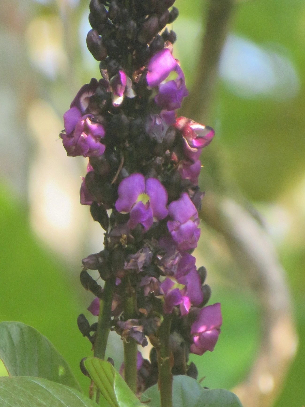 Macropsychanthus wilsonii, plantas, fotografado em Maresias, São Sebastião