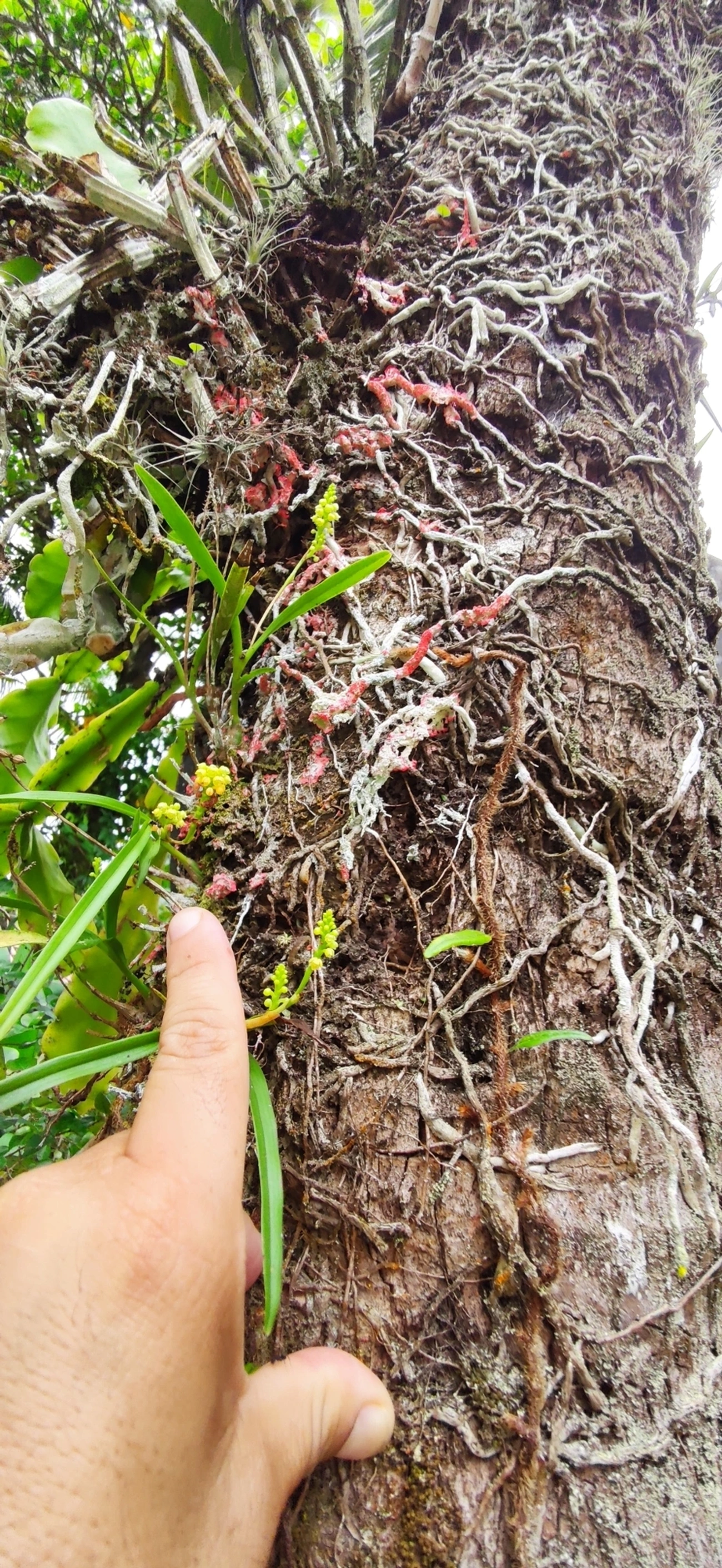 Polystachya, plantas, fotografado em Maresias, São Sebastião