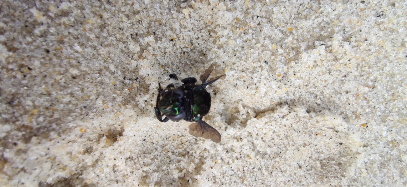 Eufriesea, insetos, fotografado em São Sebastião