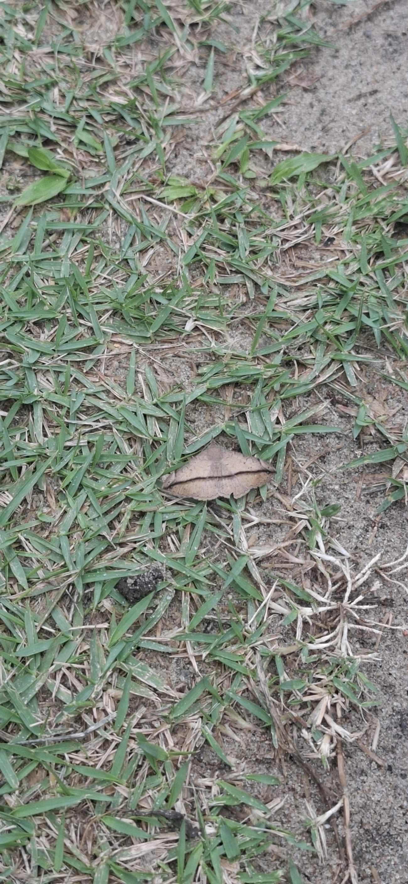 Erebidae, insetos, fotografado em Maresias, São Sebastião