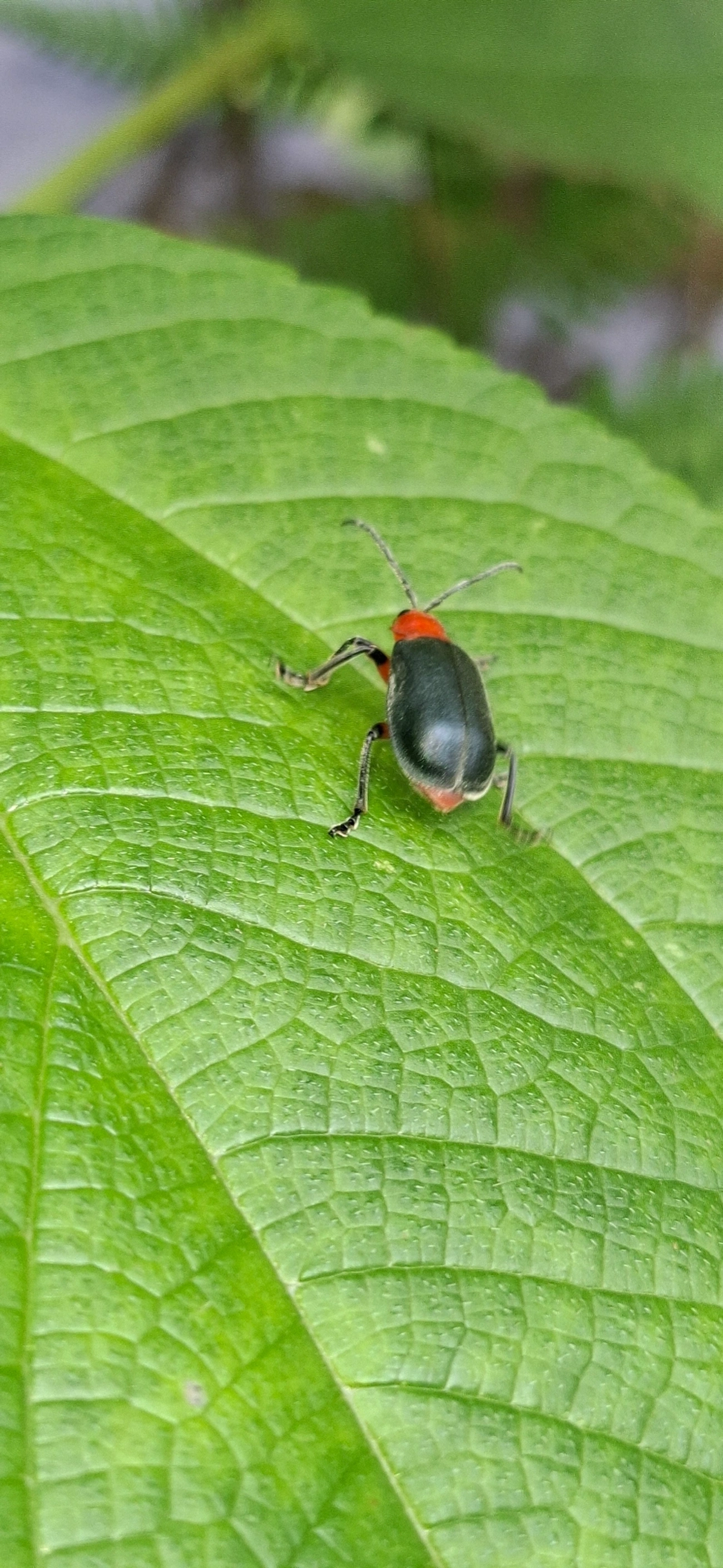 Besouro-da-embaúba (Coelomera lanio), insetos, fotografado em Paúba, São Sebastião