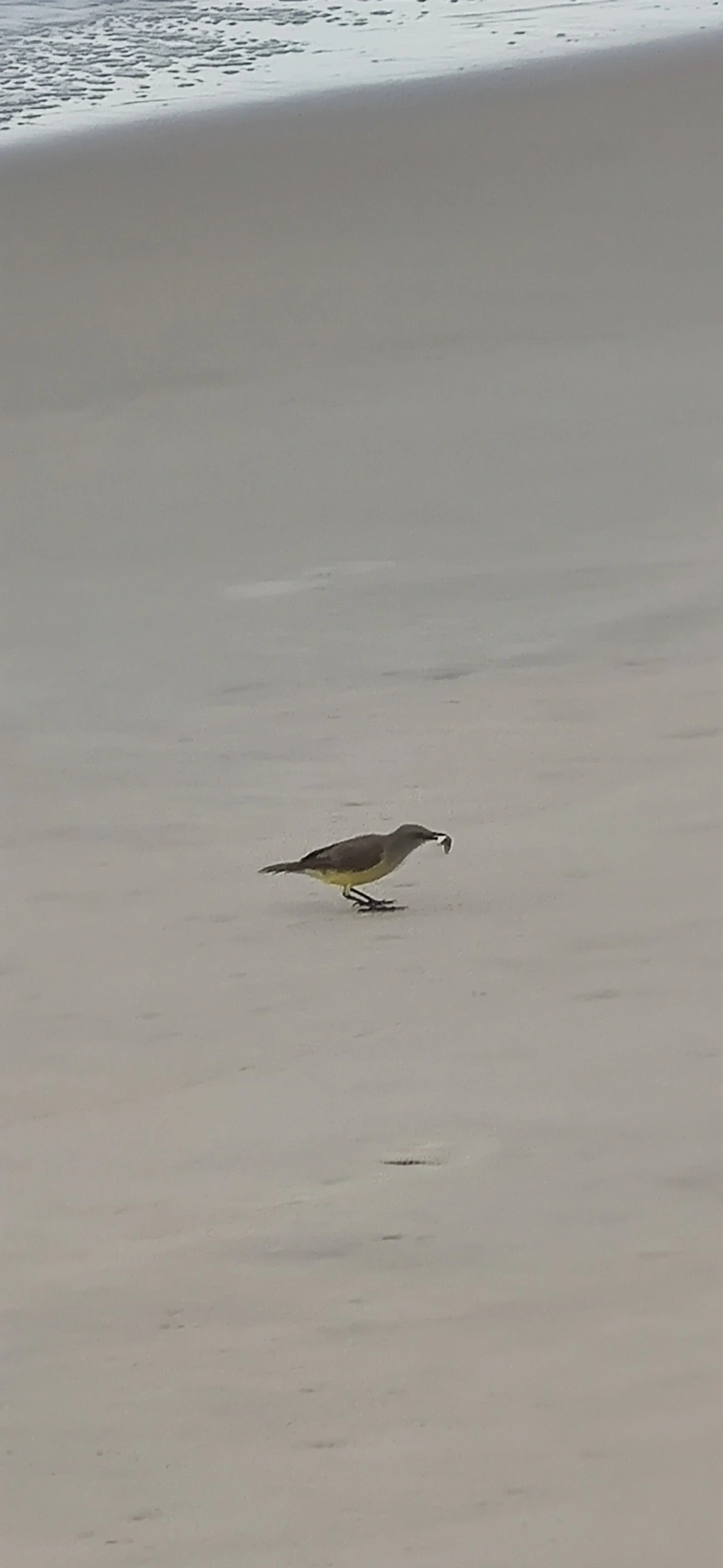 Suiriri-cavaleiro (Machetornis rixosa), aves, fotografado em Maresias, São Sebastião