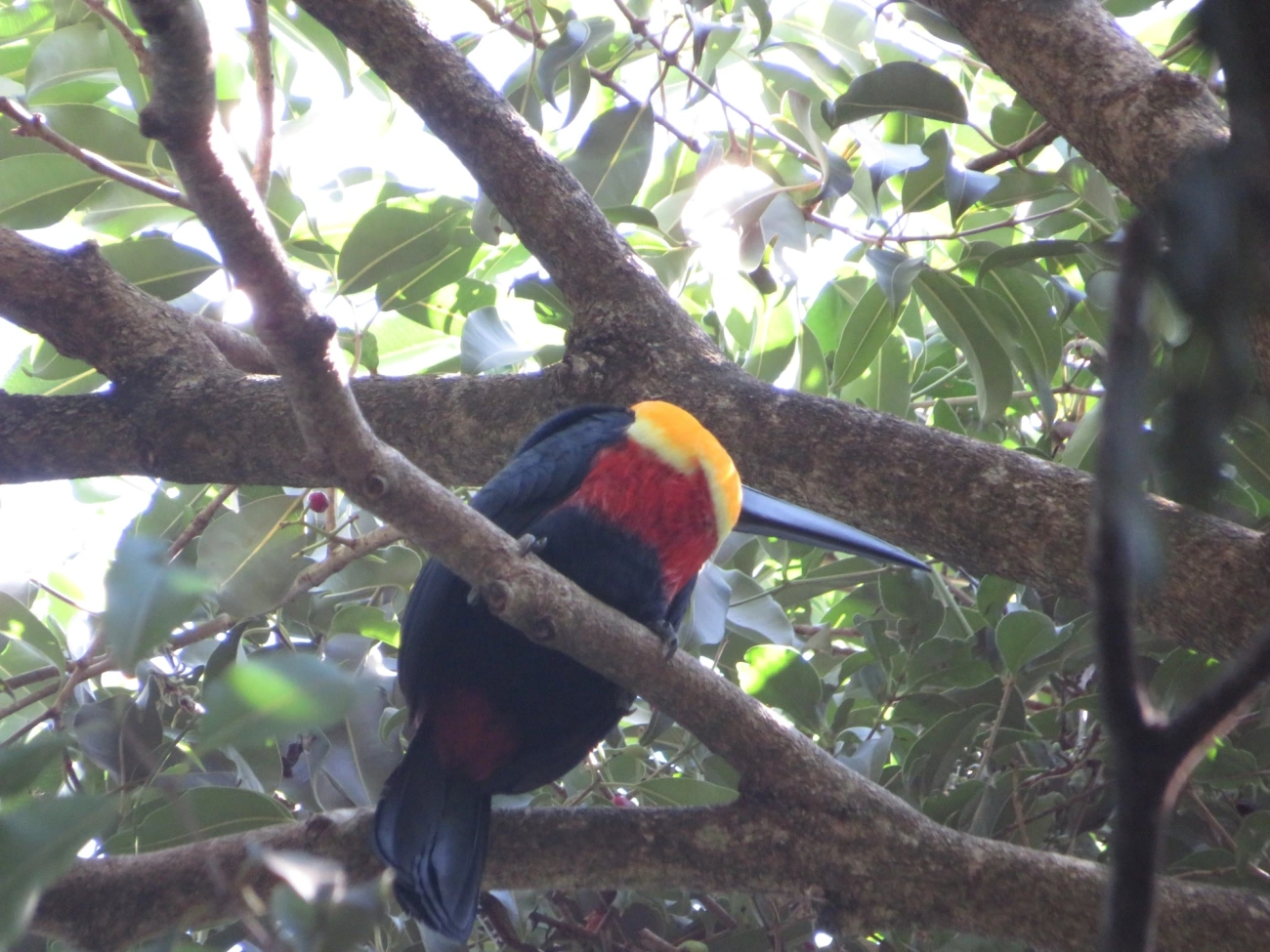 Tucano-de-ariel (Ramphastos vitellinus), aves, fotografado em São Paulo