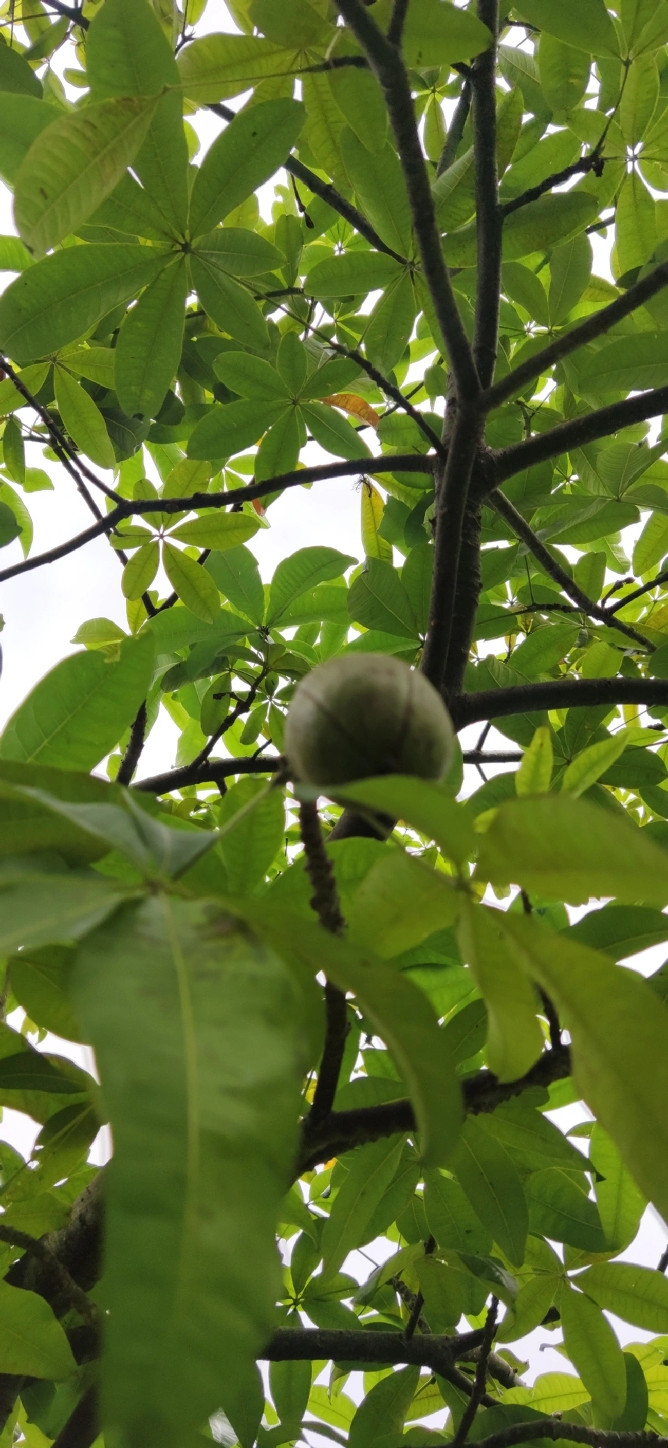Castanha-do-maranhão (Pachira glabra), plantas, fotografado em Vila Antonina, São Paulo
