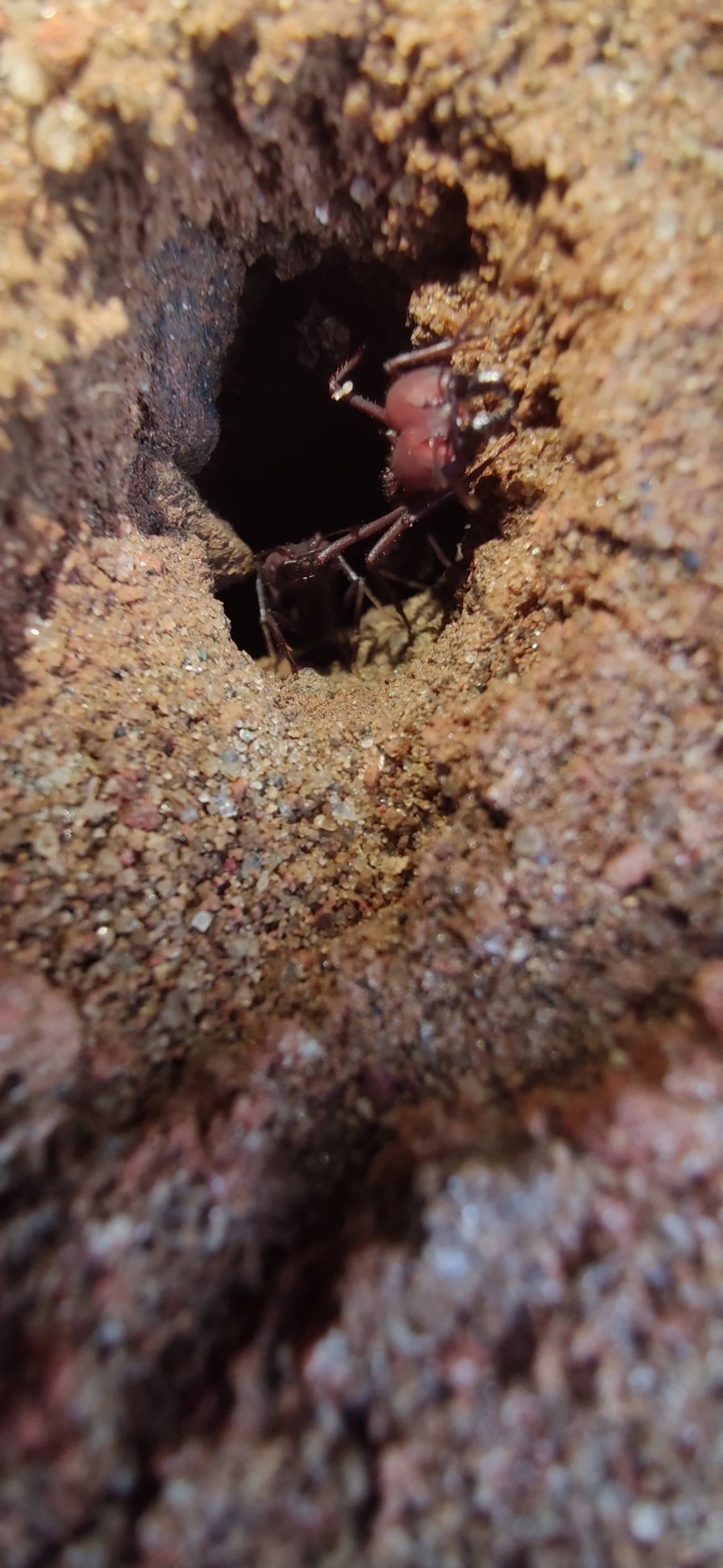Saúvas (Atta), insetos, fotografado em Maresias, São Sebastião