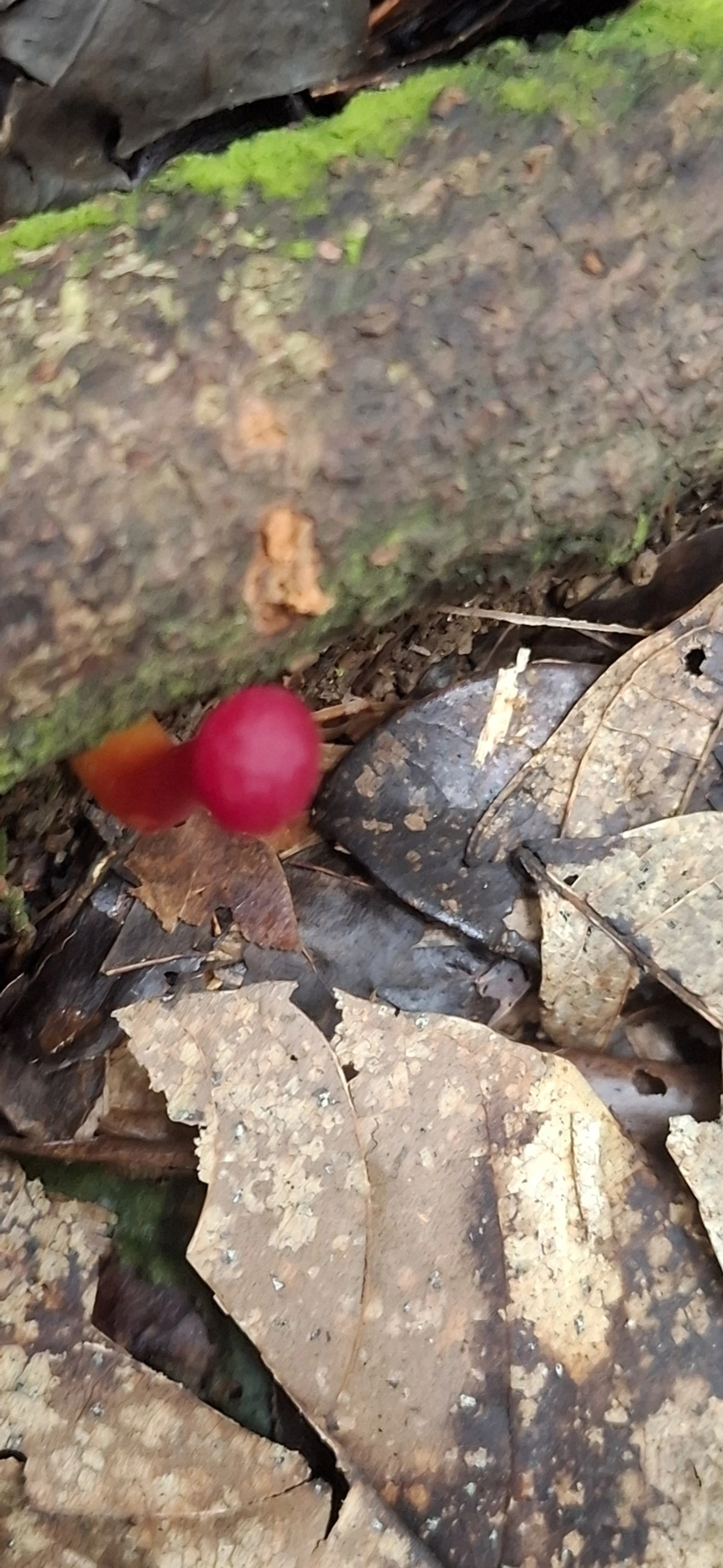 Hygrocybe, fungos, fotografado em Enxovas, Ilhabela