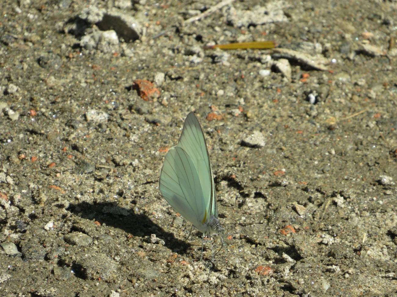 Branca-de-olhos-verdes (Leptophobia aripa), insetos, fotografado em Maresias, São Sebastião