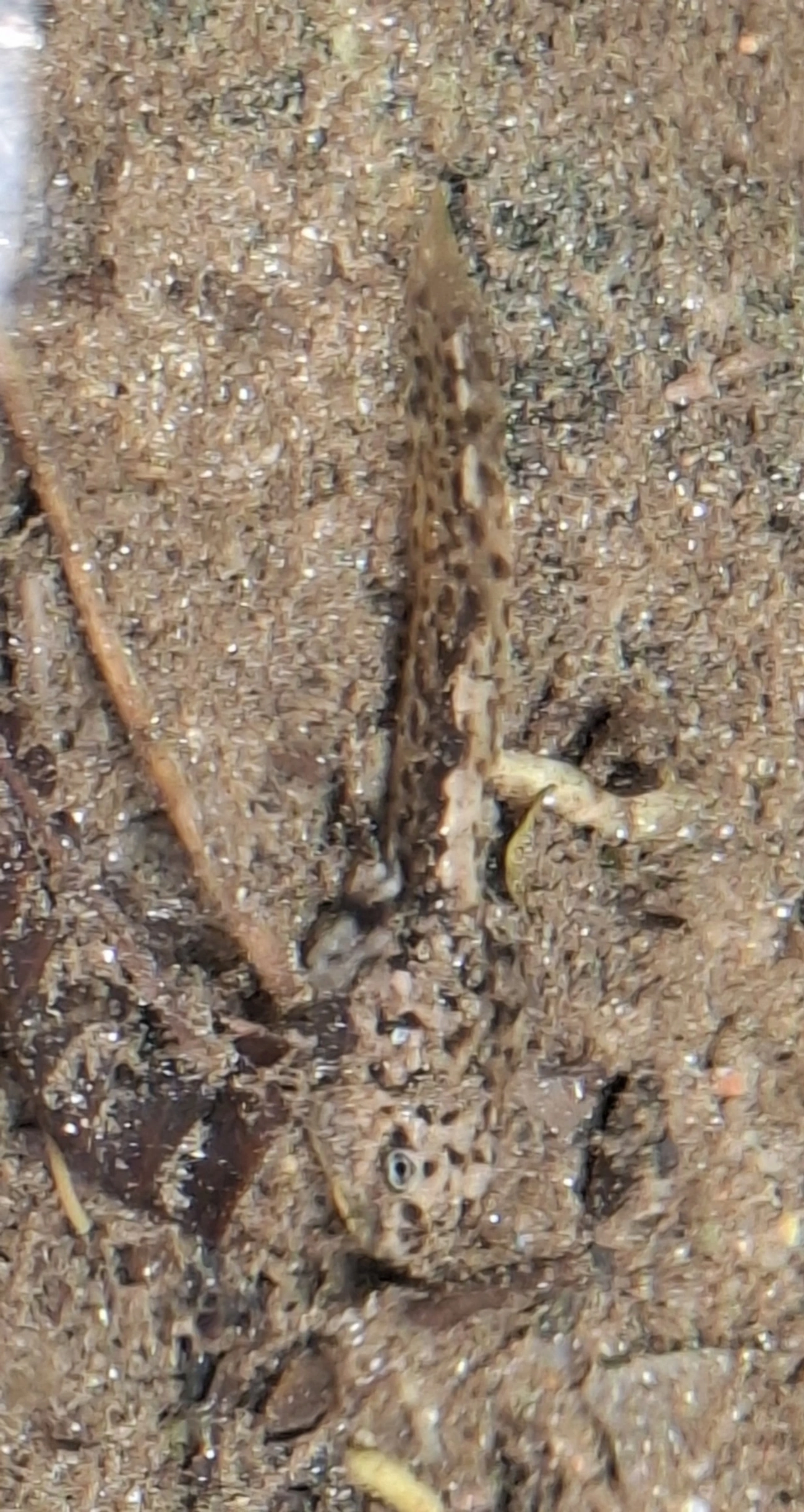 Sapos (Anura), anfíbios, fotografado em Maresias, São Sebastião