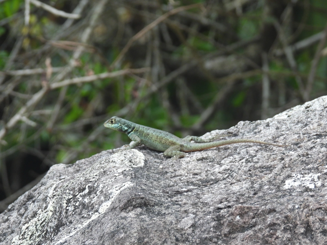Calango (Tropidurus torquatus), répteis, fotografado em Bonete, Ilhabela