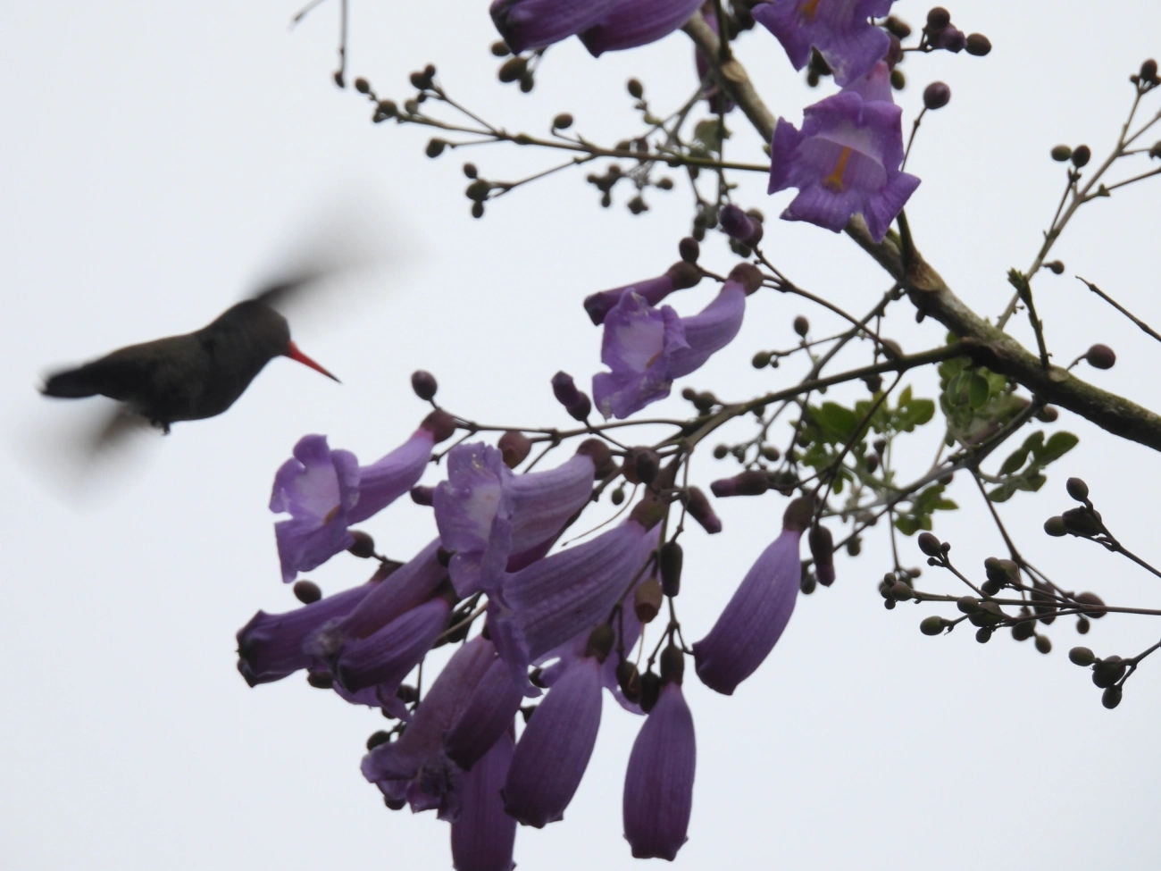 Beija-flor-roxo (Chlorestes cyanus), aves, fotografado em São Sebastião