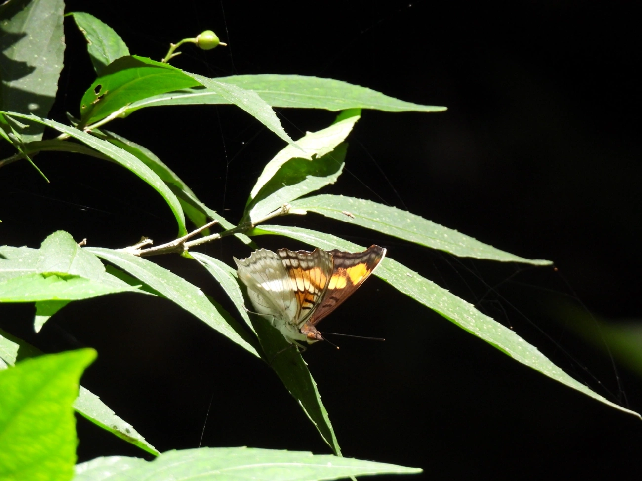 Doxocopa linda, insetos, fotografado em Bom Fim do Bom Jesus, Cabreúva