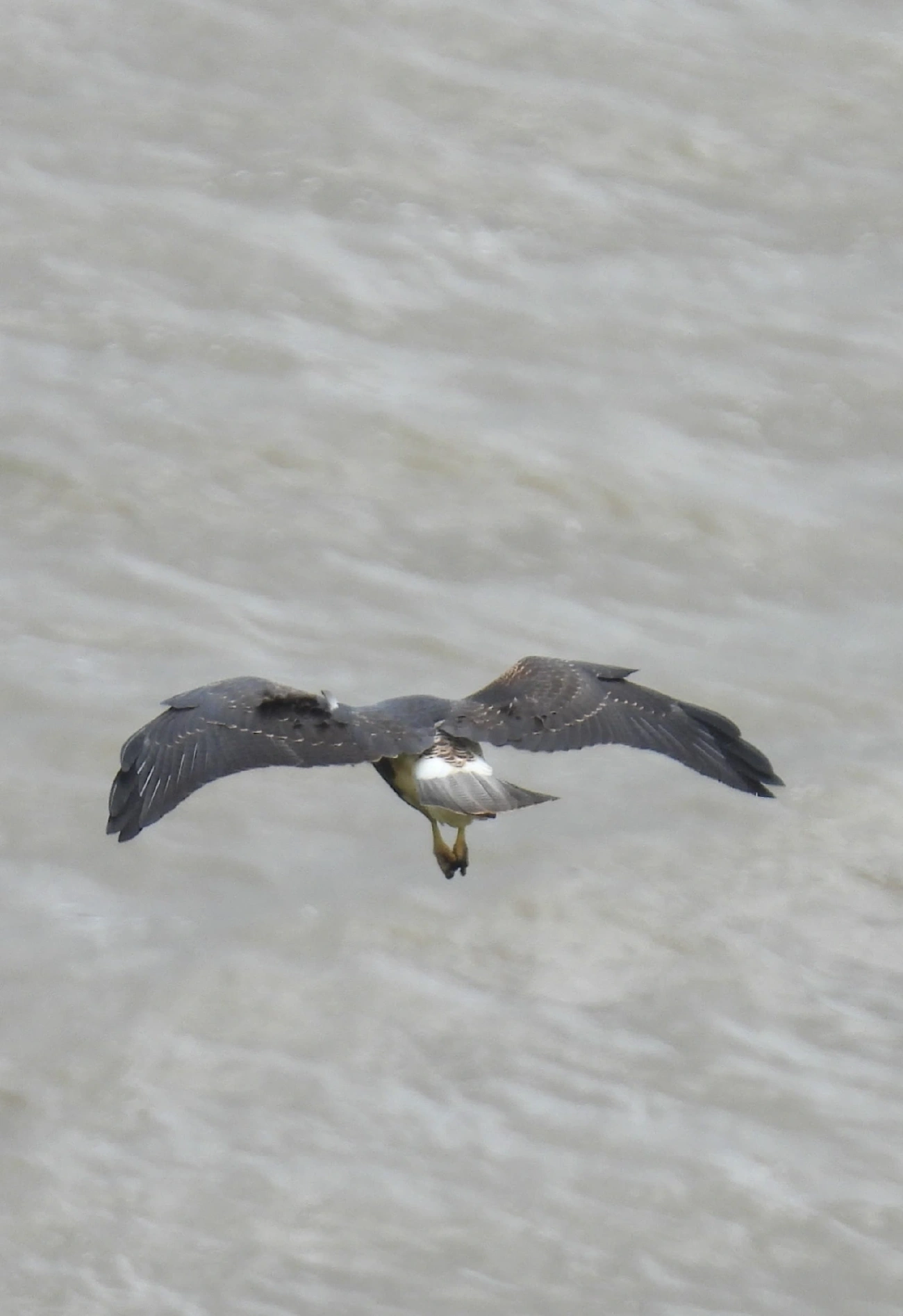 Gavião-de-rabo-branco (Geranoaetus albicaudatus), aves, fotografado em Barequecaba, São Sebastião