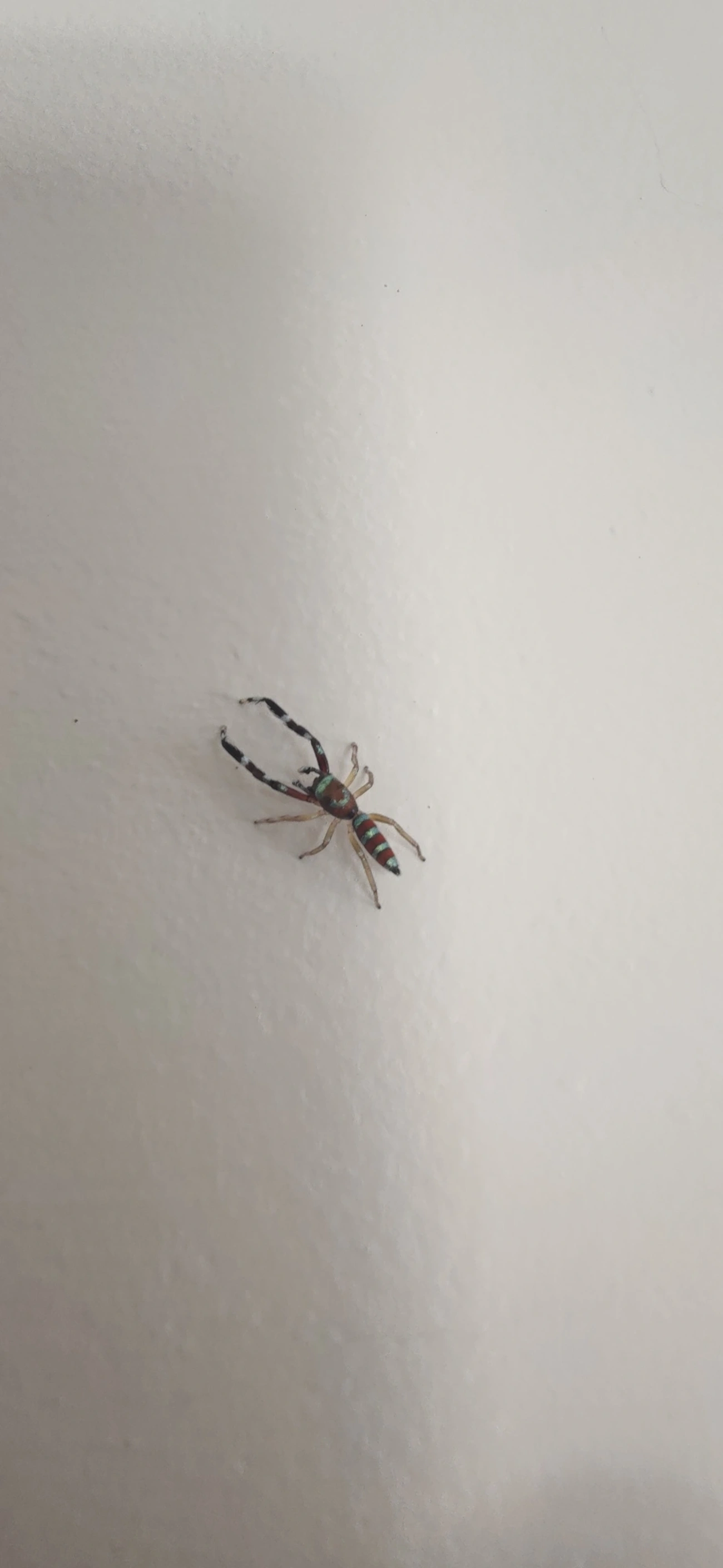 Psecas, aracnídeos, fotografado em Maresias, São Sebastião