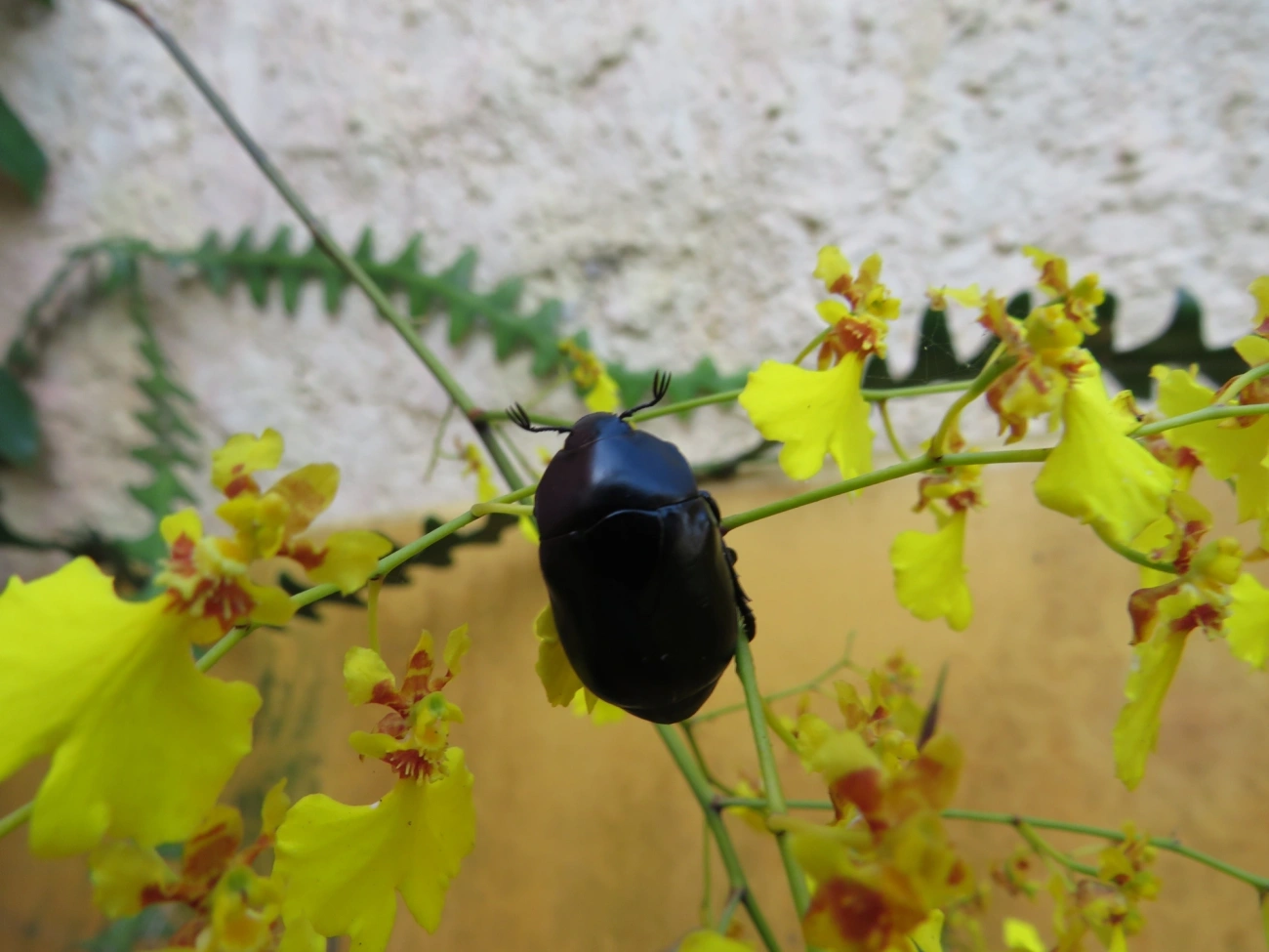 Macraspis, insetos, fotografado em Caraguatatuba
