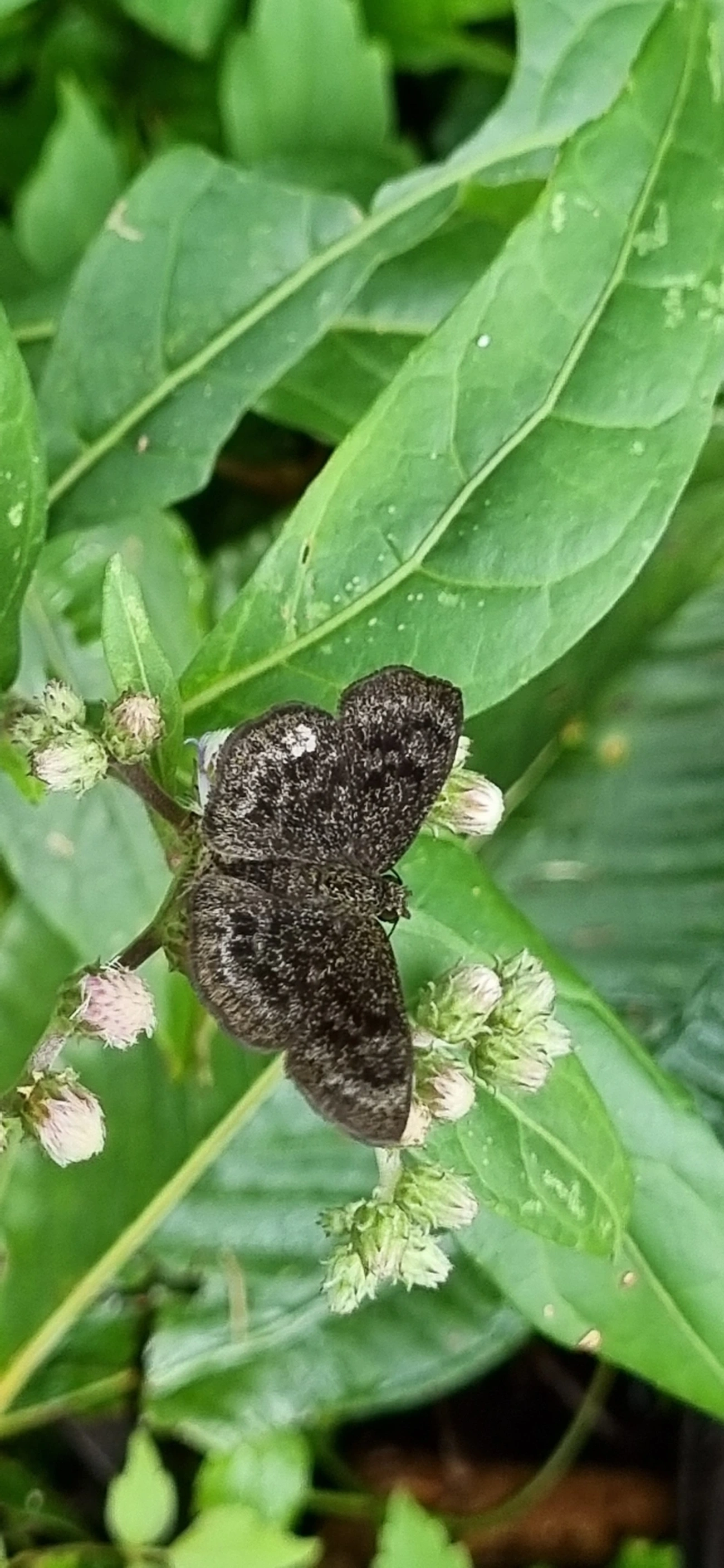 Pyrginae, insetos, fotografado em Paúba, São Sebastião