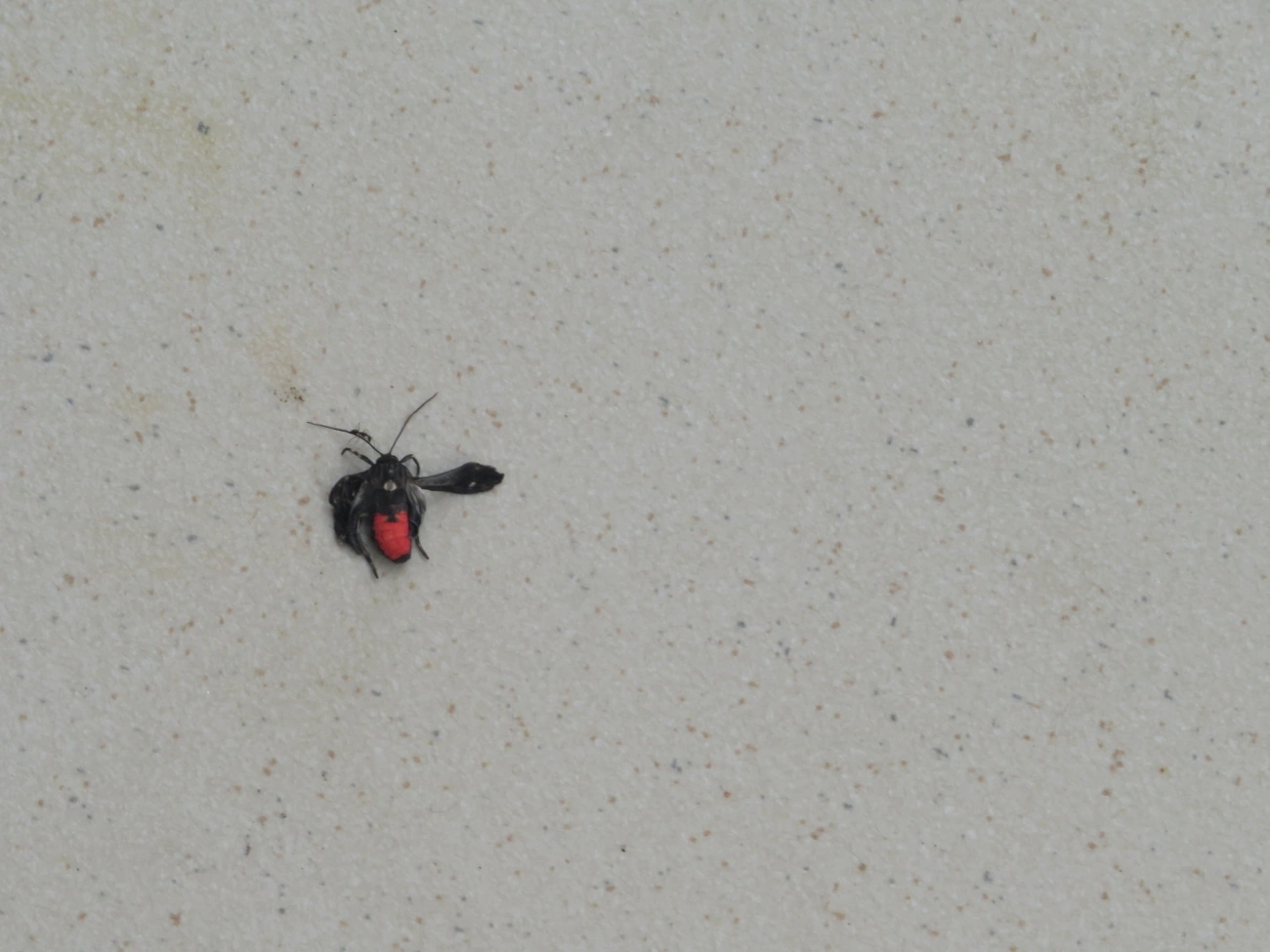 Mariposa-mímica-de-vespa-de-pontas-escarlates (Dinia eagrus), insetos, fotografado em Maresias, São Sebastião