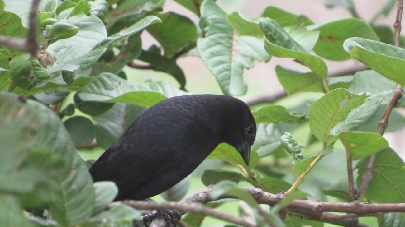 Chupim (Molothrus bonariensis), aves, fotografado em Maresias, São Sebastião