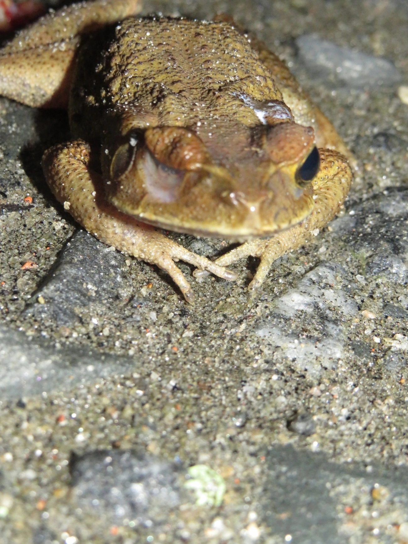 Cururu-amarelo (Rhinella icterica), anfíbios, fotografado em Maresias, São Sebastião
