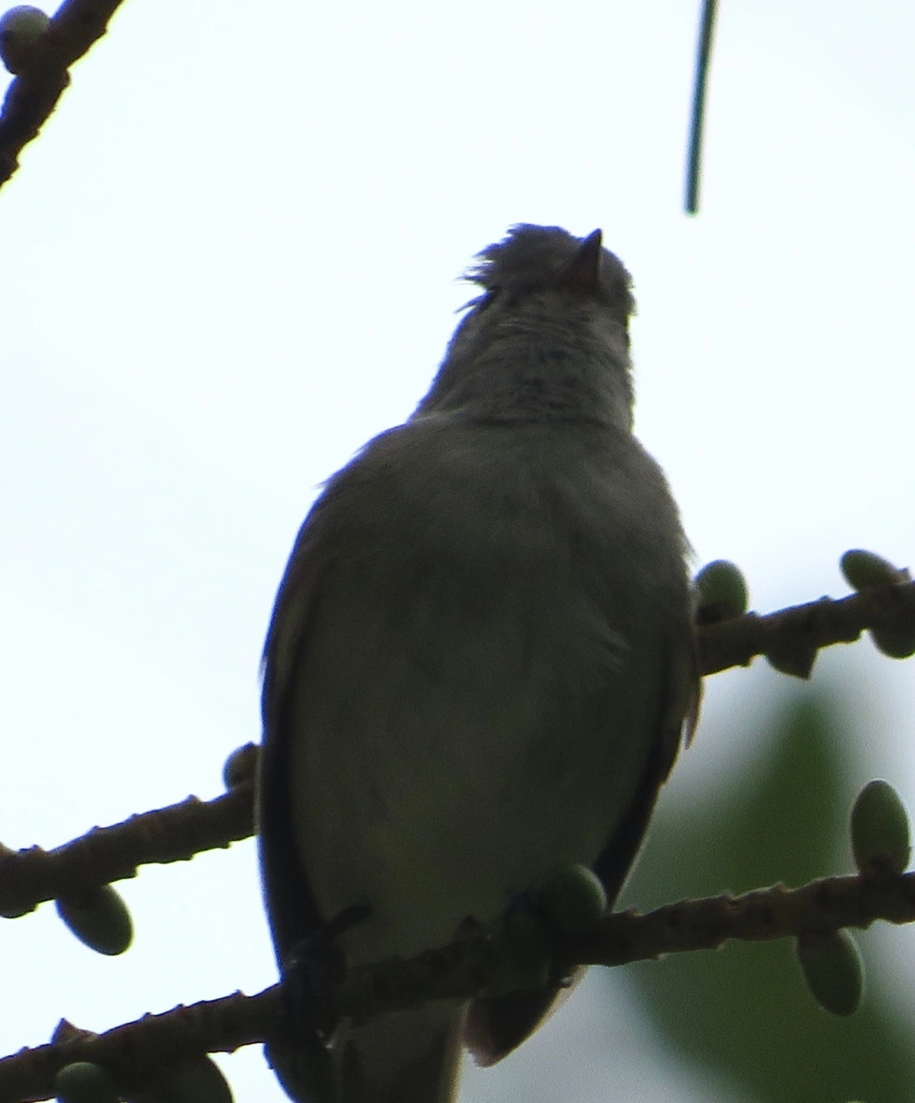Risadinha (Camptostoma obsoletum), aves, fotografado em Maresias, São Sebastião