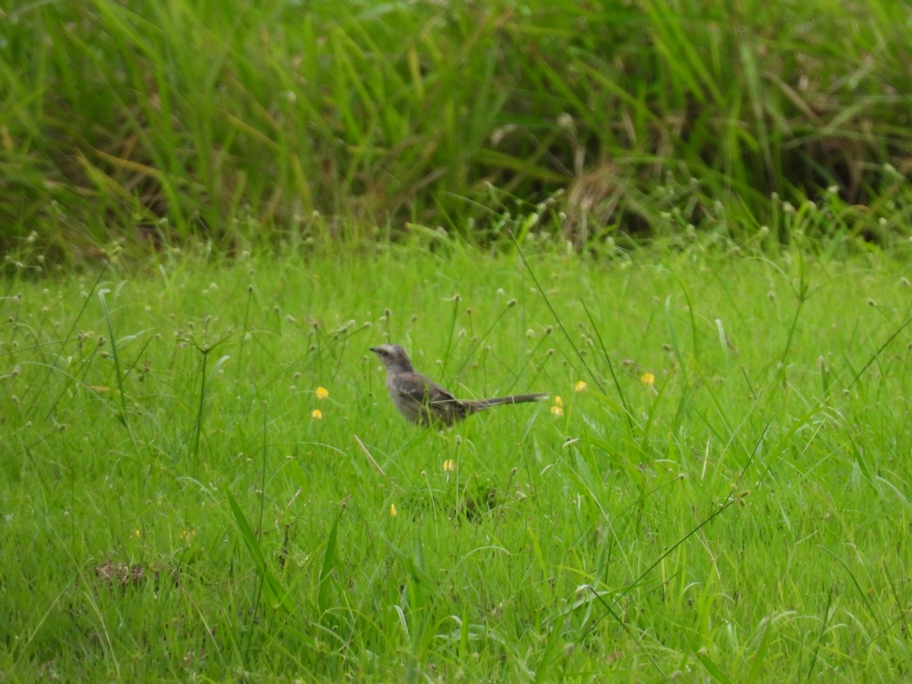 Sabiá-do-campo (Mimus saturninus), aves, fotografado em Indaiá, Caraguatatuba